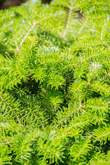 Conifer young needles background 