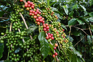 Coffee beans ripening on a tree.