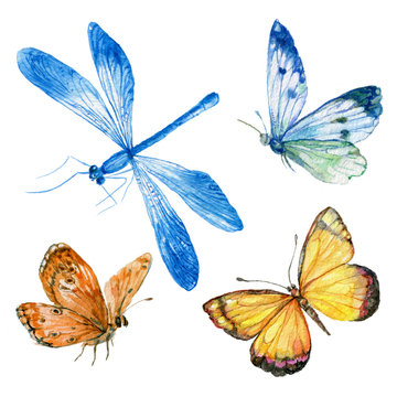 set butterfly watercolor