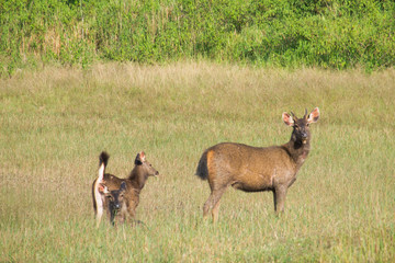 swamp deer