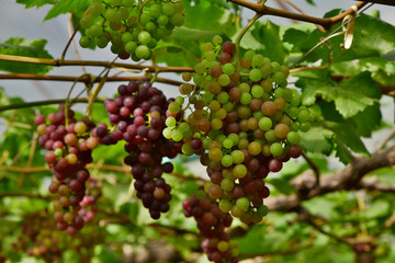Thai vineyard