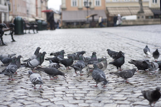 Feeding Birds at Downtown