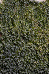Ivy Covered Wall