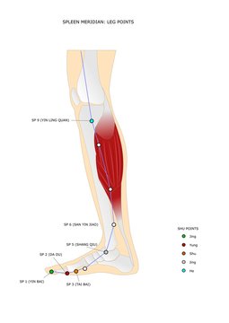 meridiano della milza: principali punti della gamba, con i punti shu (punti antichi) evidenziati