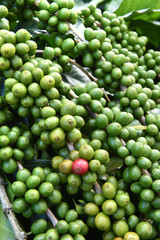 Green coffee beans on stem.