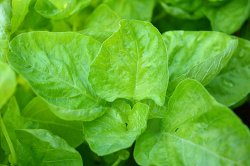 Dwarf amaranth, Amaranthus sp., Family Amaranthaceae, Central of Thailand