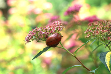 Snail on flowers Spirea
