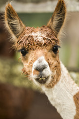 Alpaca by itself in a field during the day in Queensland