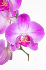 Purple Moth orchids close up