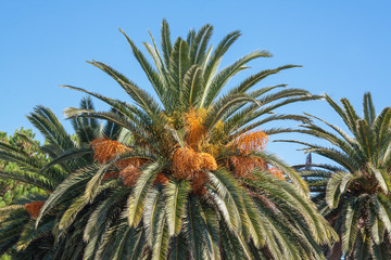 Obraz premium Palmier, butia capitata, et ses fruits