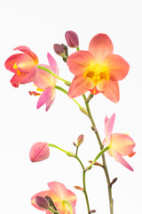 Naklejka na ściany i meble Red orange Spathoglottis Plicata orchids and buds 