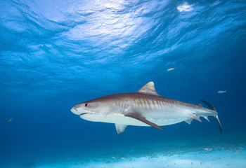 Fototapeta premium Tiger shark, Caribbean sea, Bahamas.