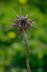 Dry flower of milk thistle, silybum marianum