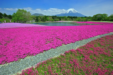Obraz premium A carpet of Moss Phlox, a flowering ground-cover plant, close to Mount Fuji, Japan