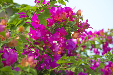Obraz premium bugenvilley tropical plant of Asia