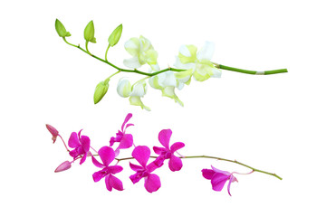  Orchid isolated on white background