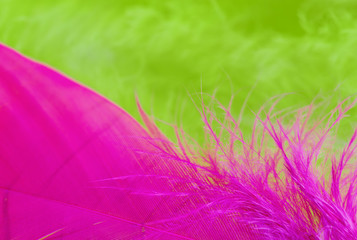 Background of close up image of colorful green and purple feathe