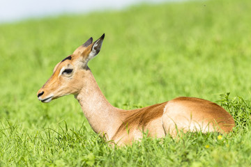 Wildlife Impala Buck animals summer wilderness landscape
