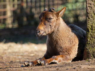 Young Bukharan Markhor