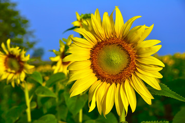 Sunflower