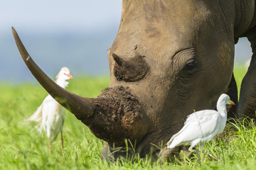 Obraz premium Rhino horn birds closeup wildlife animal