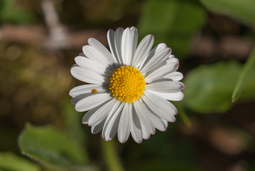 Obraz premium Gänseblümchenblüte als Nahaufnahme vor unscharfem Hintergrund