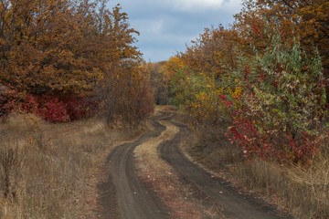 the twisting road in the autumn wood