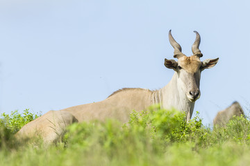 Naklejka na ściany i meble Wildlife Eland Buck Animal summer wilderness landscape