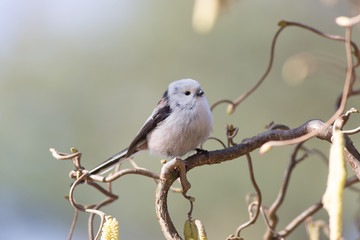 Long tailed tit on the branch 