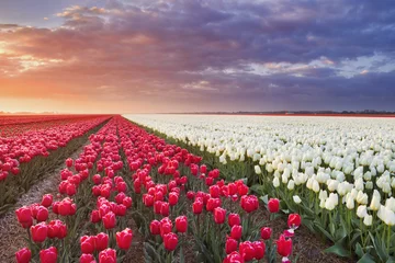 Fotobehang Tulp Rijen kleurrijke tulpen bij zonsopgang in Nederland