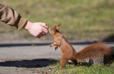 Young man hand feeding nuts to eurasian red squirrel 