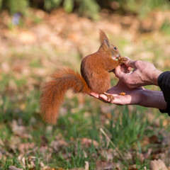 Old man hand feeding nuts to eurasian red squirrel