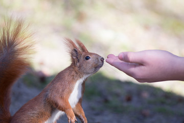 Young man hand feeding nuts to eurasian red squirrel 