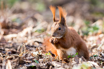 Red squirrel, (Sciurus vulgaris). 