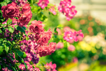 Bush of beautiful roses in a garden