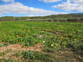 Fototapeta na wymiar watermelon field in Mediterranean valley