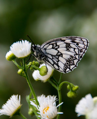 white butterfly