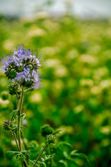 Phacelia