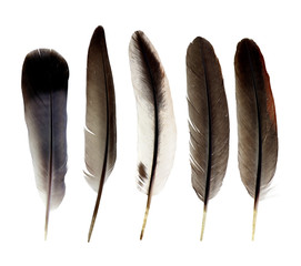 feathers isolated on white background