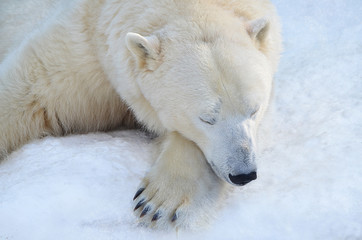 Fototapeta na wymiar Белый медведь спит.