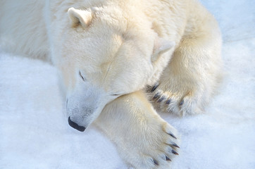 Naklejka na ściany i meble Белый медведь спит.