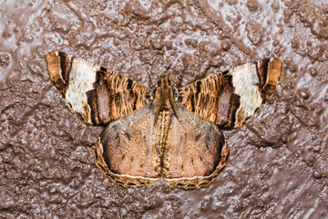 Geometrid moth on brown concrete wall