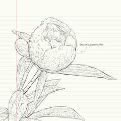 paeonia suffruticosa flower sketches