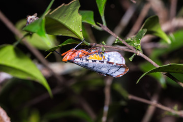 Aphaena submaculata lantern bug © teptong