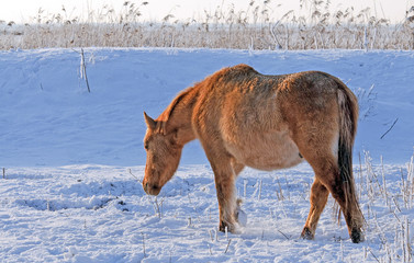 Horses in a snowy field in winter