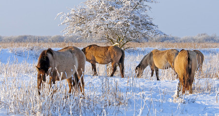 Horses in a snowy field in winter