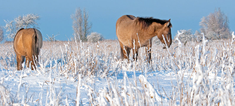 Horses In A Snowy Field In Winter