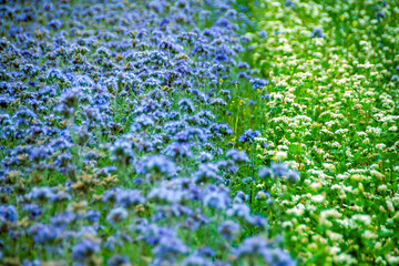 Phacelia