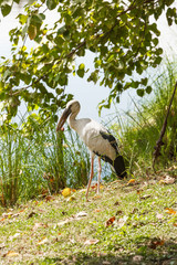 Fototapeta premium Egret stand near a pond in the public park.