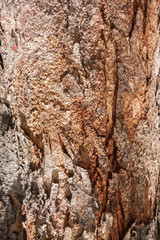 Tree bark texture, Brown tree with sunlight background.